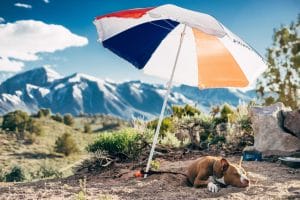 Dog laying under umbrella on mountain