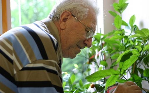 Senior man tending to plants
