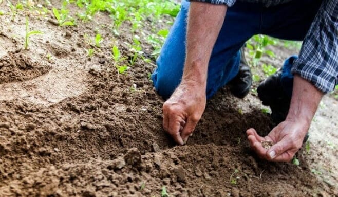 Person planting seeds